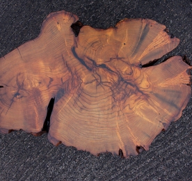 Table of Mulberry`s Cut SP321